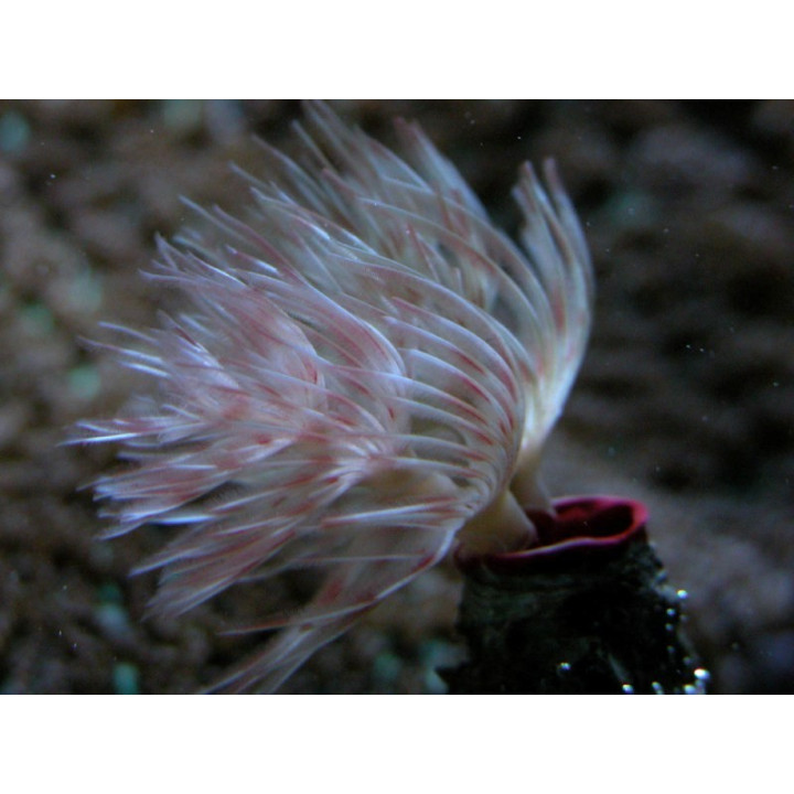 Protula bispiralis   Serpulide 