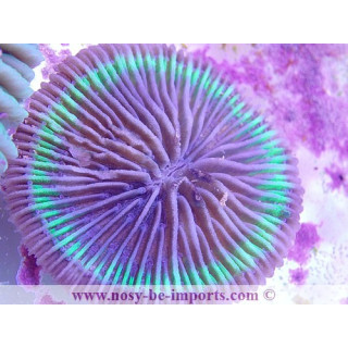 Cycloseris sp WYSIWYG