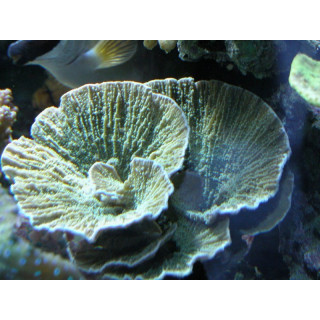 Montipora sp. vert