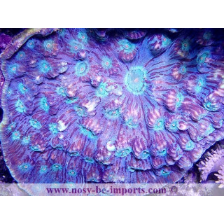 Mycedium sp. tricolor XXL WYSIWYG