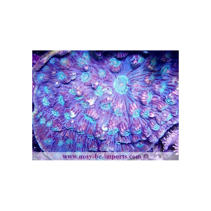 Mycedium sp. tricolor XXL WYSIWYG