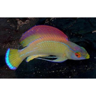 Cirrhilabrus pylei