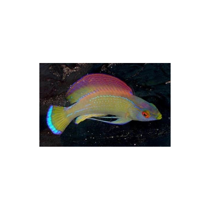 Cirrhilabrus pylei