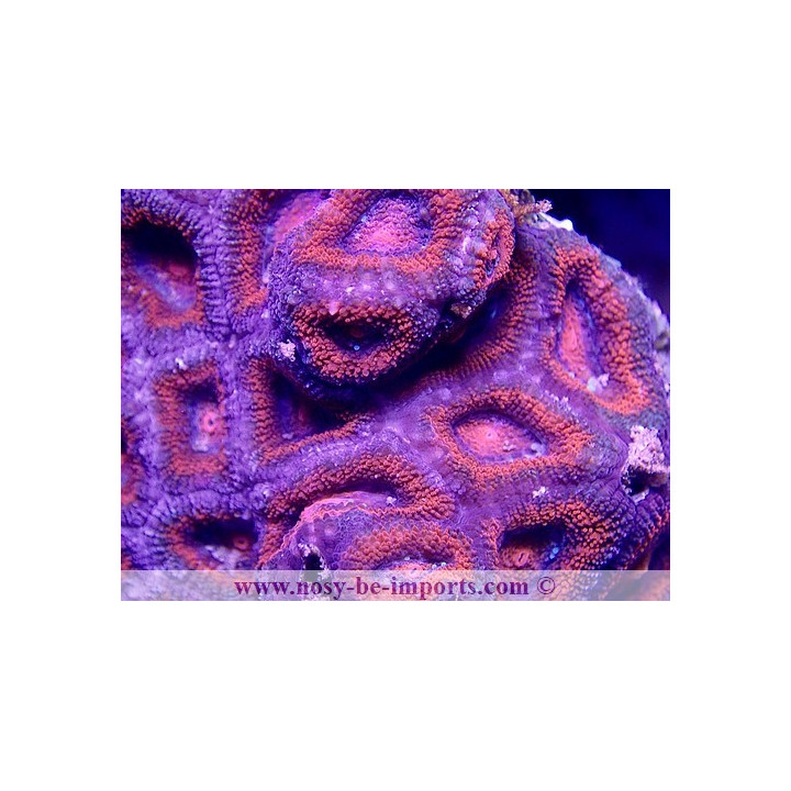 Acanthastrea lordhowensis rouge WYSIWYG