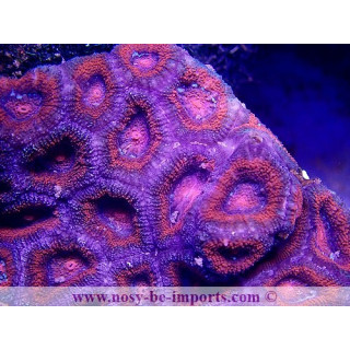 Acanthastrea lordhowensis rouge WYSIWYG
