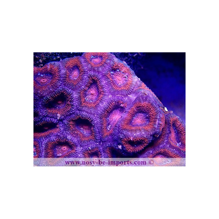 Acanthastrea lordhowensis rouge WYSIWYG