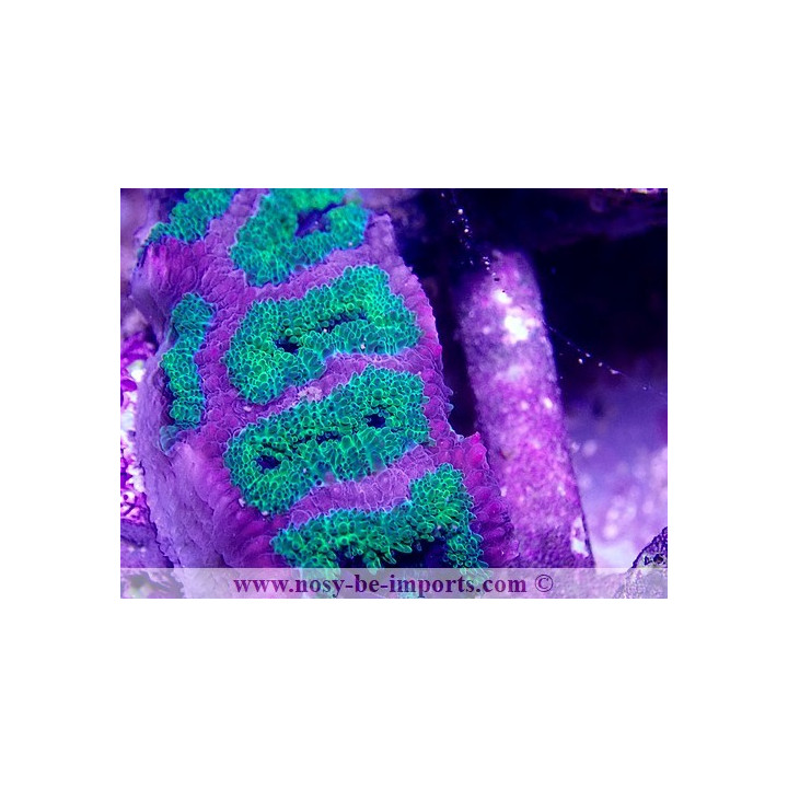 Acanthastrea lordhowensis S WYSIWYG