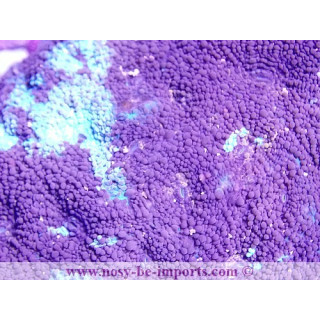Micromussa sp. violet et vert WYSIWYG