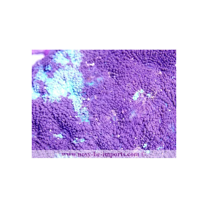 Micromussa sp. violet et vert WYSIWYG