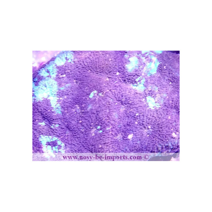Micromussa sp. violet et vert WYSIWYG