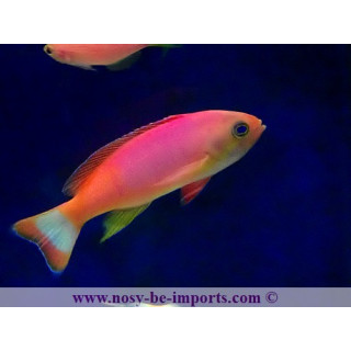 Pseudanthias pictilis
