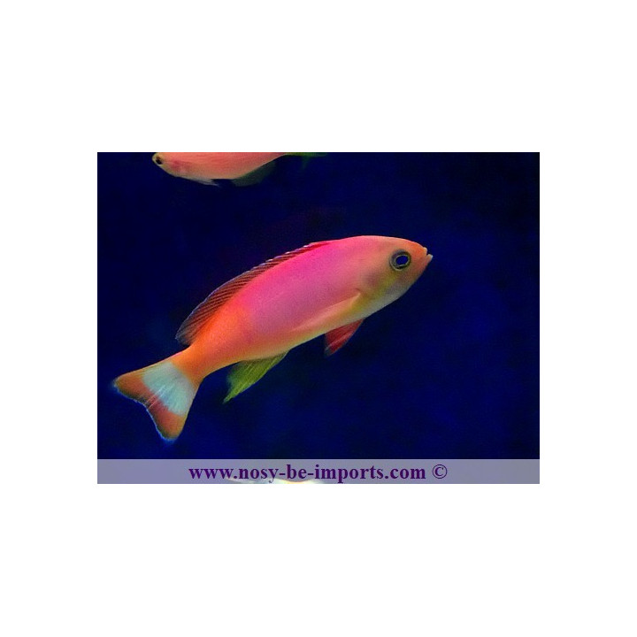 Pseudanthias pictilis