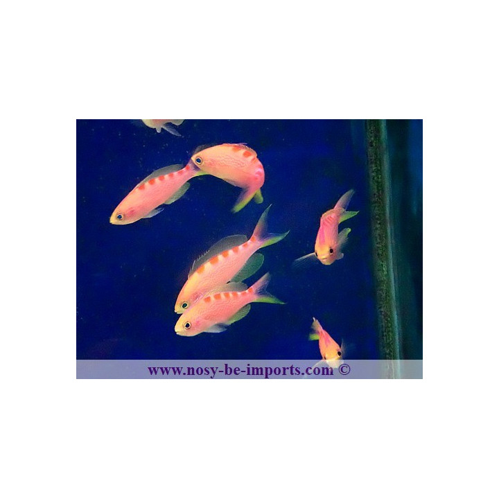 Pseudanthias flavoguttatus