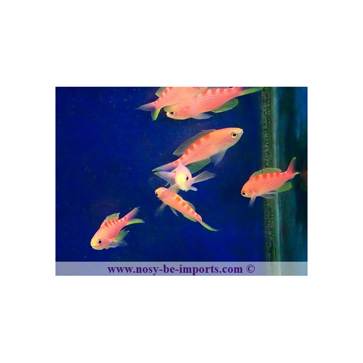Pseudanthias flavoguttatus
