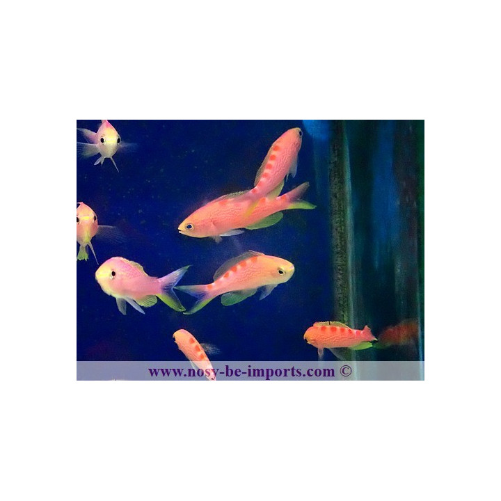 Pseudanthias flavoguttatus