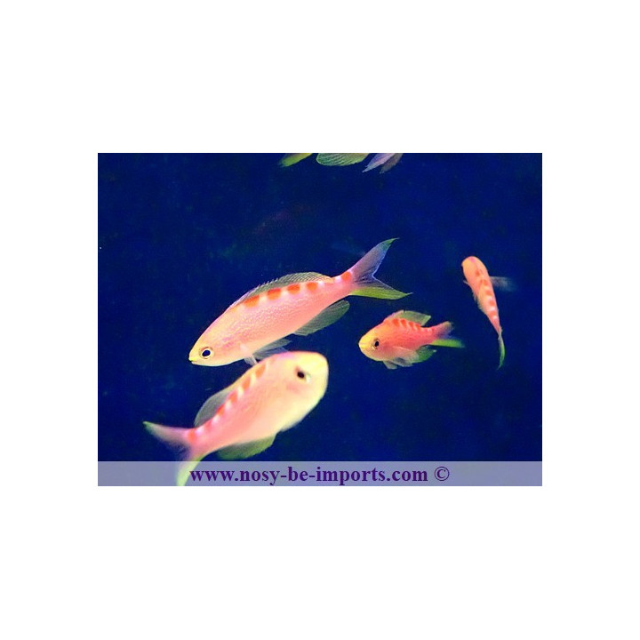 Pseudanthias flavoguttatus