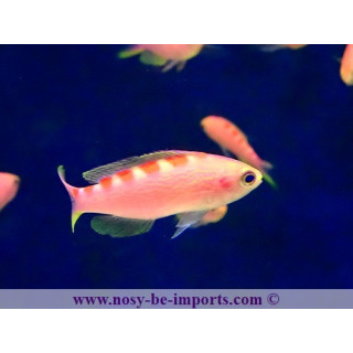 Pseudanthias flavoguttatus