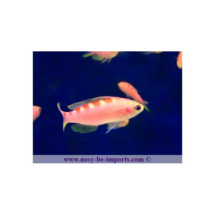 Pseudanthias flavoguttatus