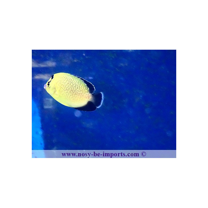 Apolemichthys xanthopunctatus