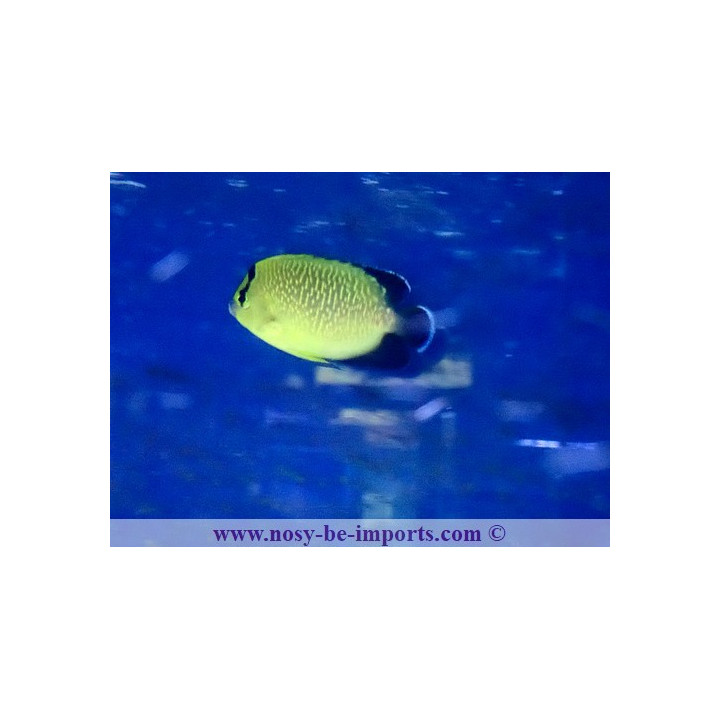 Apolemichthys xanthopunctatus
