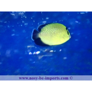 Apolemichthys xanthopunctatus