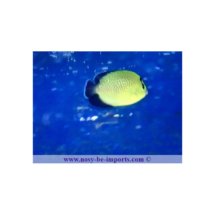 Apolemichthys xanthopunctatus