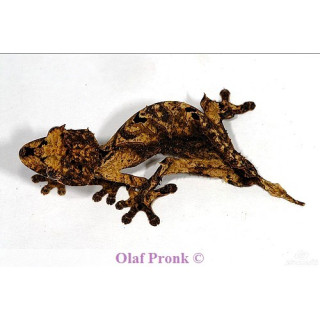 Uroplatus fiera