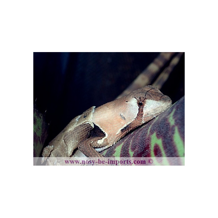 Stenocercus fimbriatus