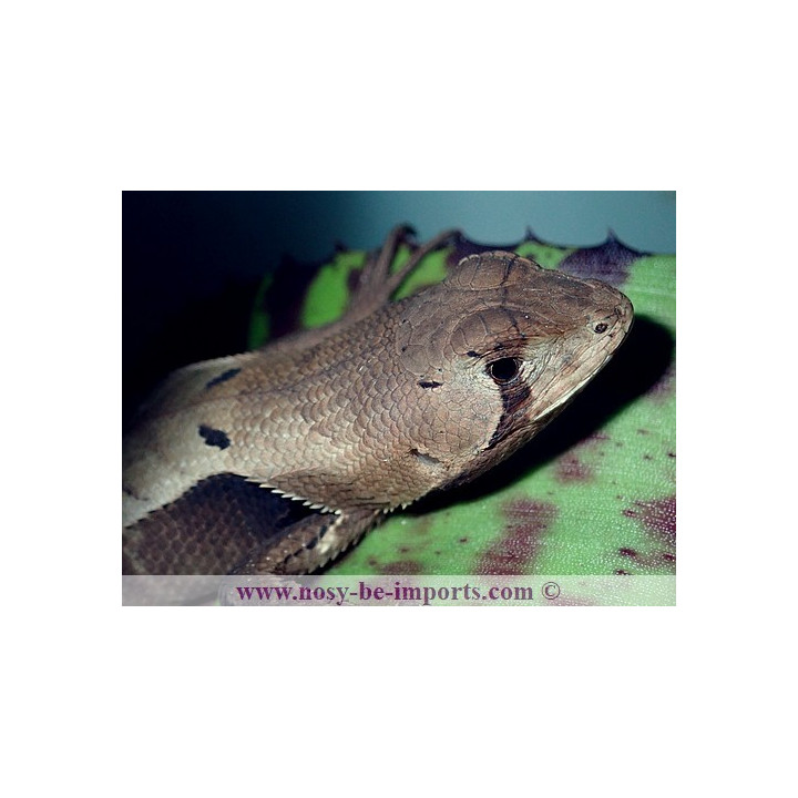 Stenocercus fimbriatus