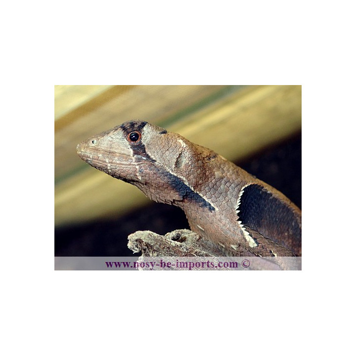 Stenocercus fimbriatus