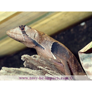 Stenocercus fimbriatus