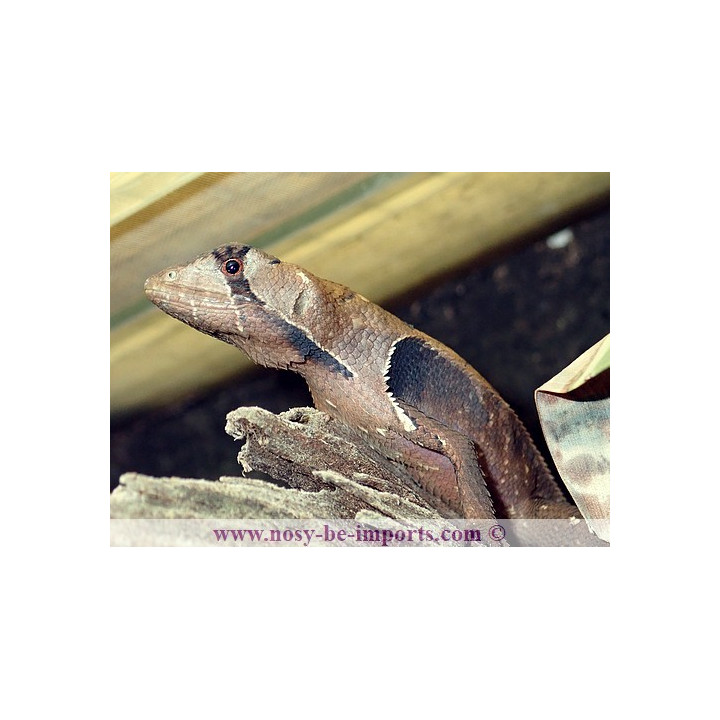 Stenocercus fimbriatus