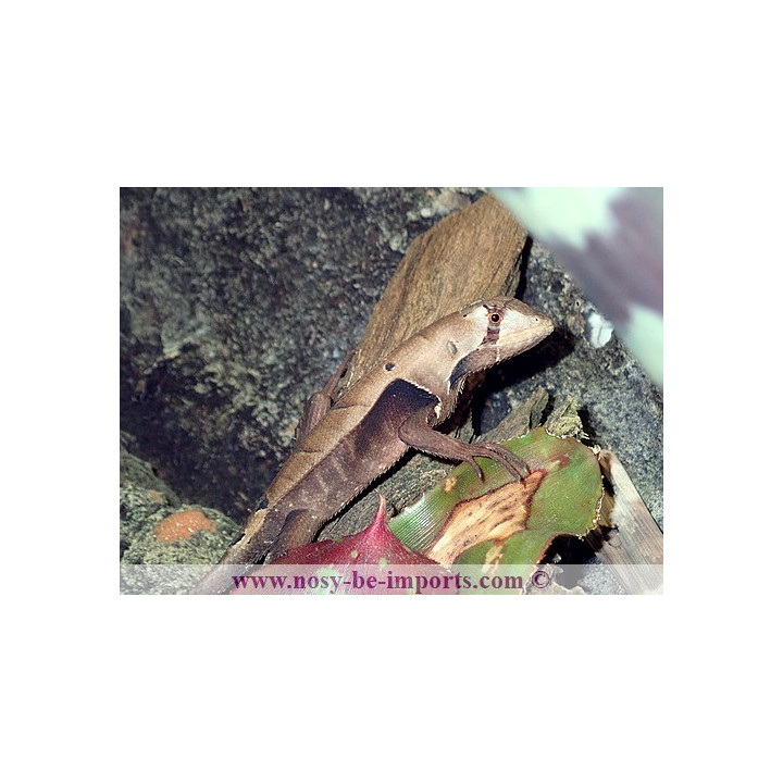 Stenocercus fimbriatus