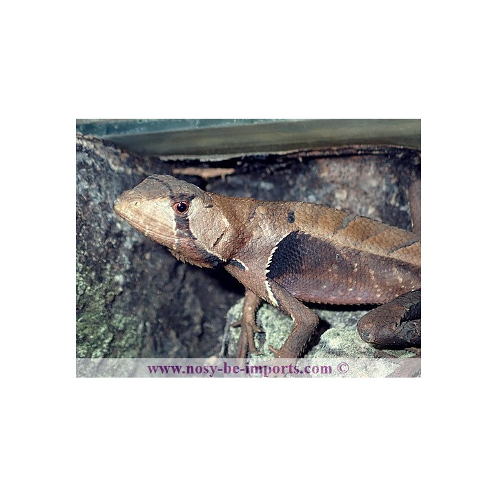 Stenocercus fimbriatus