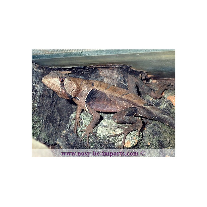 Stenocercus fimbriatus