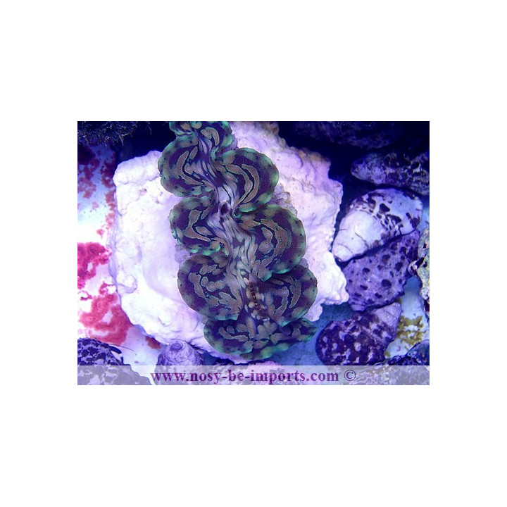 Tridacna squamosa ELEVAGE