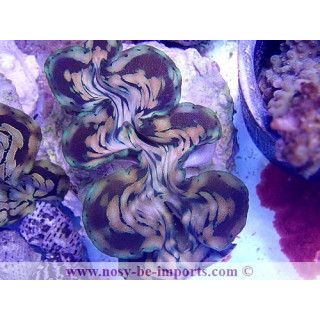 Tridacna squamosa ELEVAGE