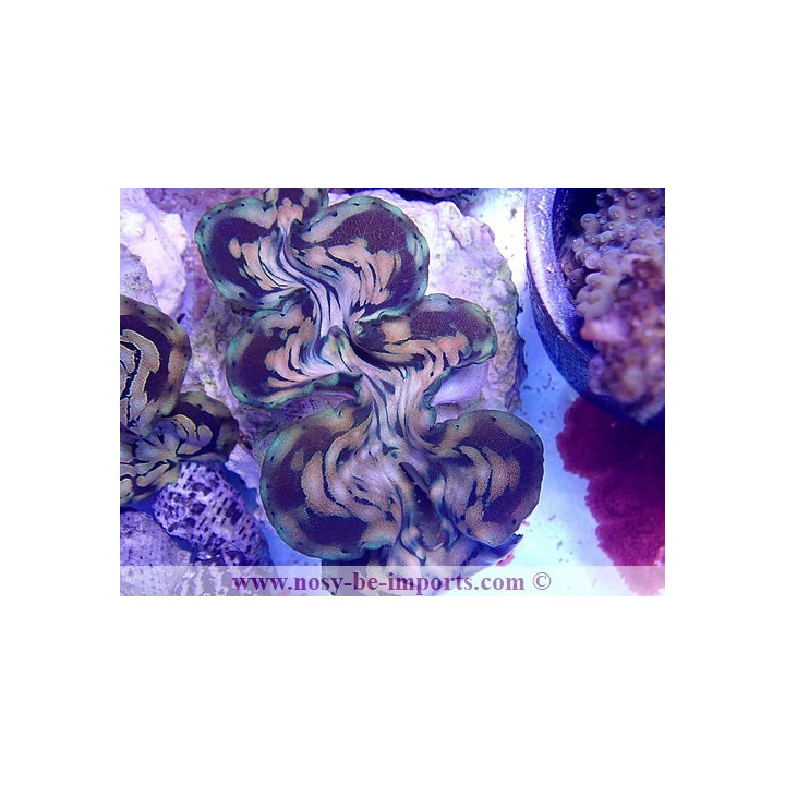 Tridacna squamosa ELEVAGE