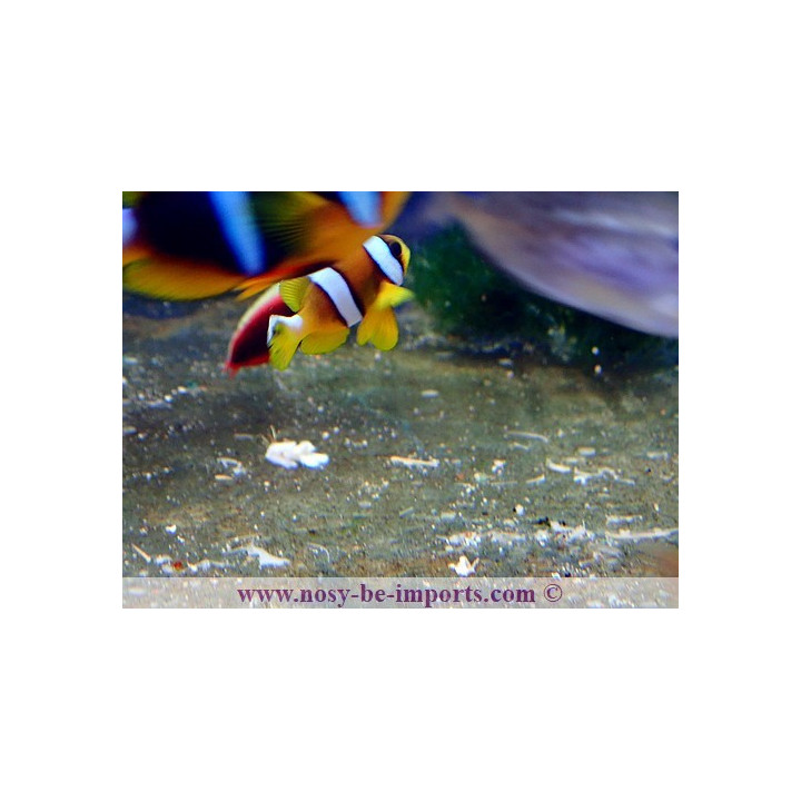 Amphiprion allardi