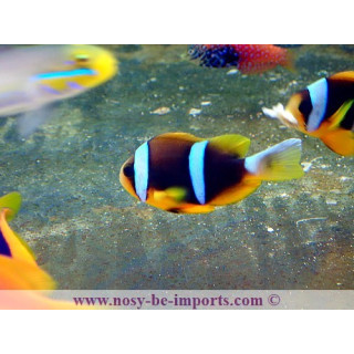 Amphiprion allardi
