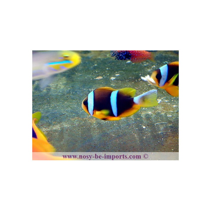 Amphiprion allardi