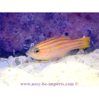 Liopropoma swalesi