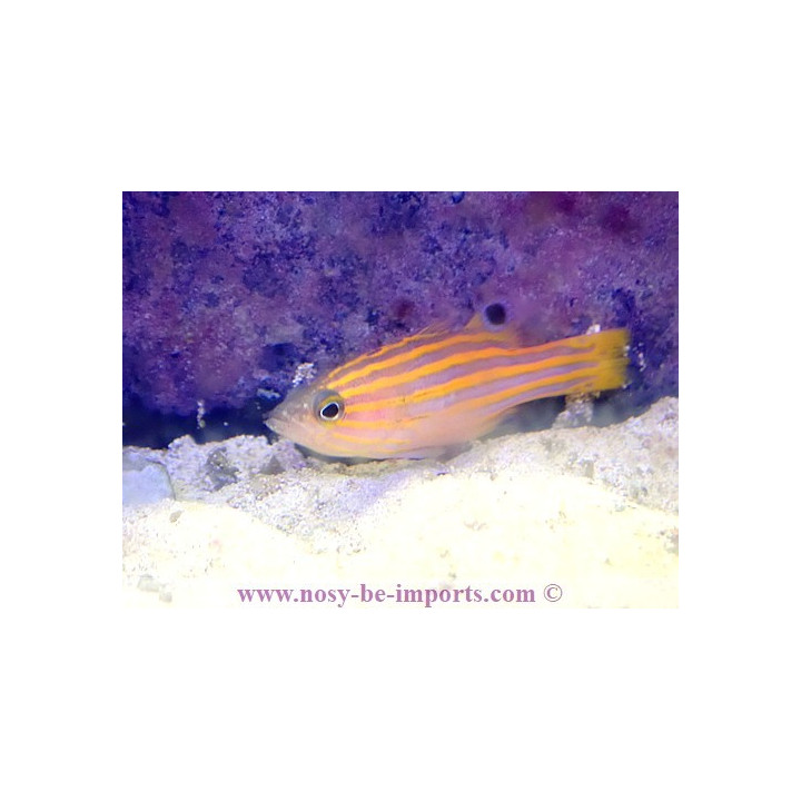 Liopropoma swalesi