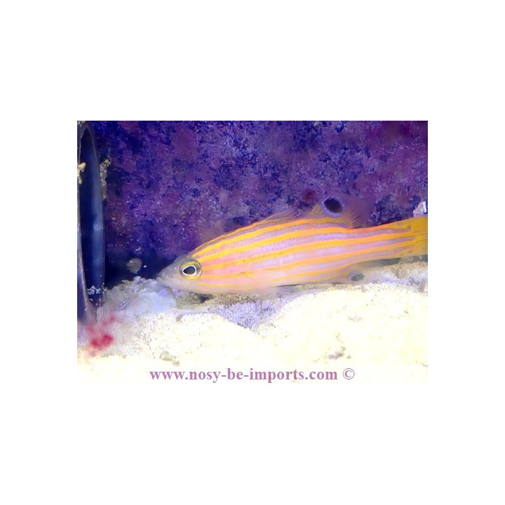 Liopropoma swalesi