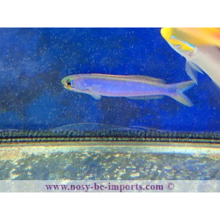Hoplolatilus chlupatyi
