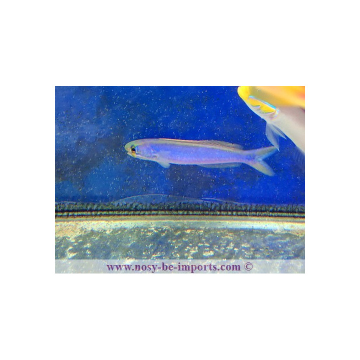 Hoplolatilus chlupatyi