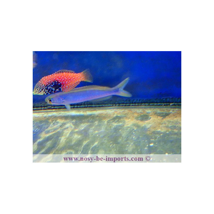 Hoplolatilus chlupatyi