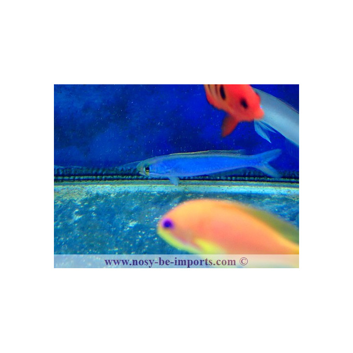 Hoplolatilus chlupatyi