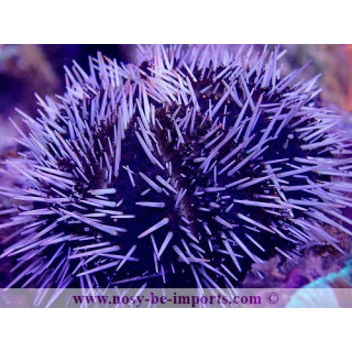 Tripneustes ventricosus