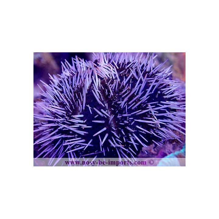 Tripneustes ventricosus
